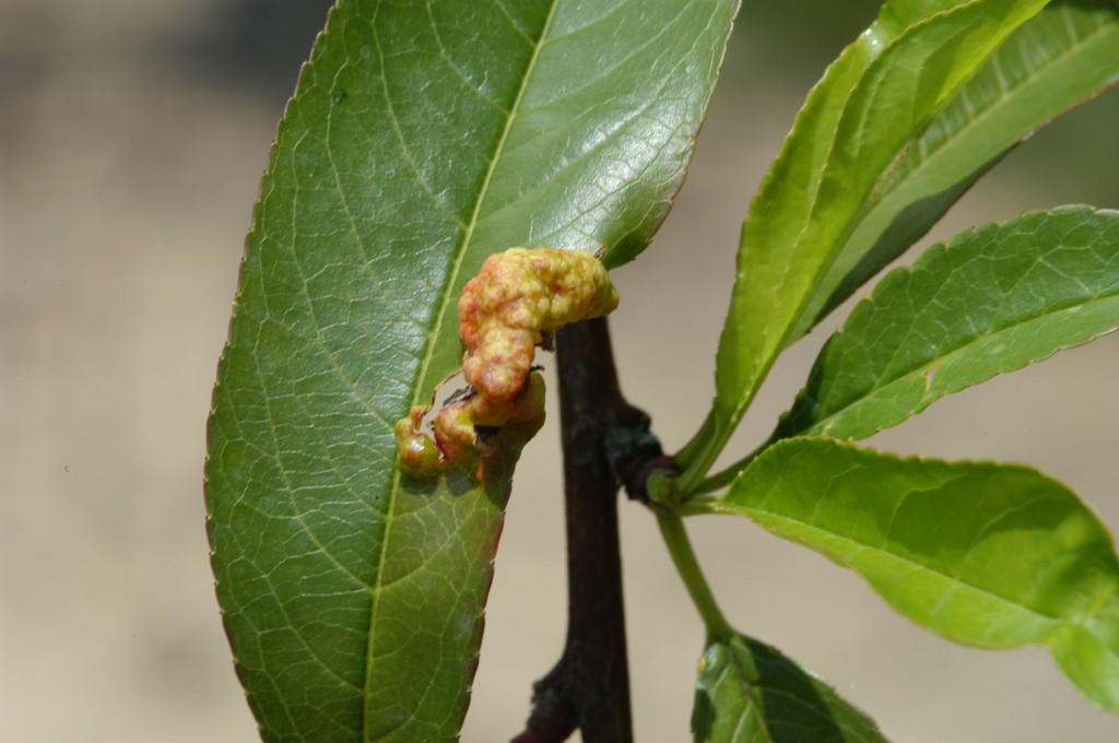 peach-leaf-curl-biology-and-control-plant-pest-advisory