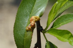 Leaf Curl - Redgold Nectarine