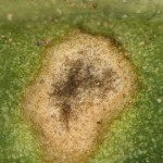 close up of Cladsosporium leaf spot of spinach