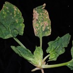 Cladosporium leaf spot of spinach