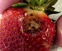 Anthracnose fruit rot of strawberry