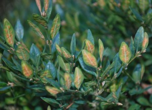 boxwood leafminer blotch mines in late-summer