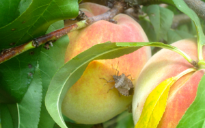 Closeup of bug on peaches in tree