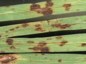 brown blight leaf lesions
