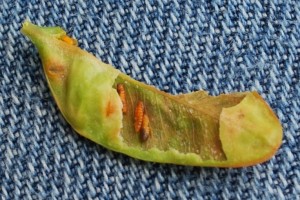 boxwood leafminer pupae inside infested leaf