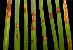 leaf spot and melting out of Kentucky bluegrass