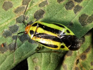 adult four-lined plant bug