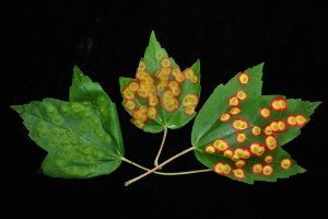 Stages of developement of gall from small swellings to vivid leaf spot. Photo: Sabrina Tirpak, Rutgers PDL