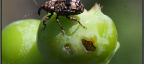 Adult plum curculio