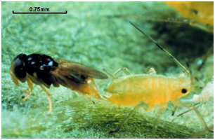 Aphelinus spp. parasitizing an aphid