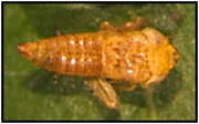 Blunt-nosed leafhopper Nymph