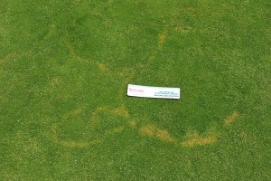 Brown ring patch on Poa annua