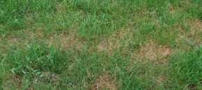red thread on mixed turf