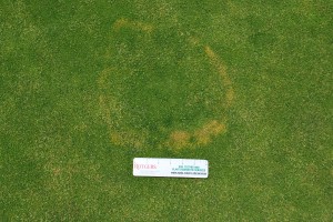 brown ring patch on Poa annua