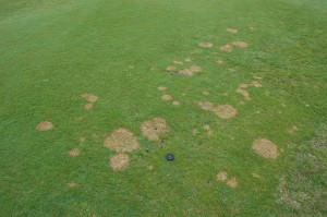 Red thread on fine fescue in low maintenance turf trials. Photo: Sabrina Tirpak, Rutgers PDL