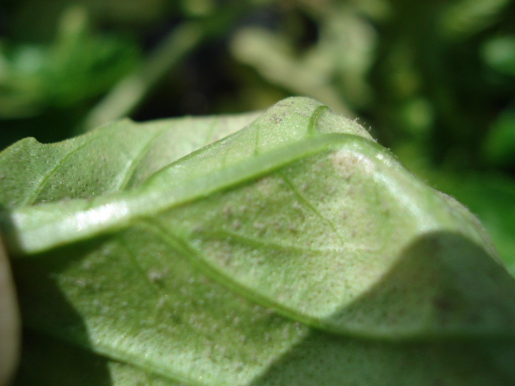 Controlling Basil Downy Mildew — Plant & Pest Advisory