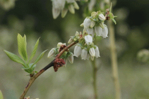 Phomopsis-Twig-Blight