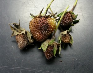 Leather rot of immature strawberry fruit