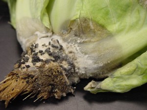 White Mold of Cabbage