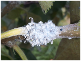 Wooly apple aphid colony