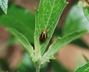 Four-lined plant bug nymph. Photo: Sabrina Tirpak, Rutgers PDL