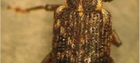 Annual Bluegrass Weevil