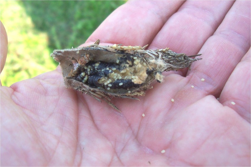 Bagworm Caterpillar Egg Hatch Concluding — Plant & Pest Advisory