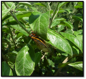 Cicada Adult