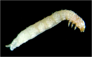 Red-headed flea beetle larvae (5-10 mm) creates minimal damage to roots