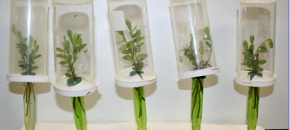 Semi-field bioassay testing efficacy of insecticides on leafhoppers.
