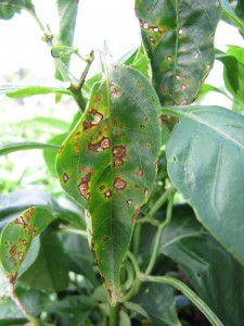 Bacterial leaf spot of bell pepper