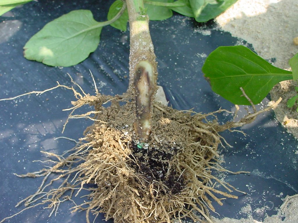 Rotten eggplant root