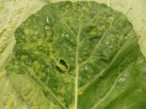 Symptoms of edema on collard leaf. Note the off-color appearance of leaf surface.