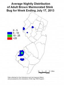 Brown Marmorated Stink Bug week ending 7/17/13