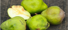 BMSB Damage in Pear
