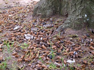 Whole bunch of cicada's goin on! Photo: Kim Greene