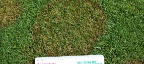 Brown patch on colonial bentgrass. Photo: Richard Buckley, Rutgers PDL