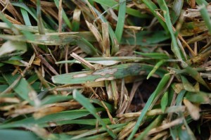 Brown patch leaf lesions in tall fescue. Photo: Sabrina Tirpak, Rutgers PDL