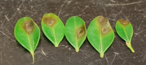 Boxwood blight leaf lesions. Photo: Sabrina Tirpak, Rutgers PDL