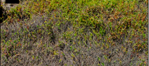 Damaged, Dead Patches in Cranberry