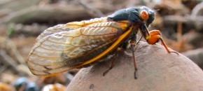 Adult periodical cicada. Photo: Kim Greene