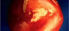 Early Season Thrip Injury in Peach