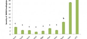 Severity of BMSB Injury in Mid July