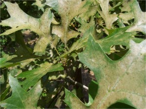 Oak Spider Mites with Cast Skins & Leaf Symptoms