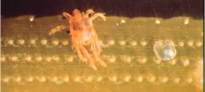 Spider Mite, Egg & Pine Needle Stomates
