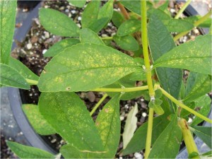 Two-Spotted Spider Mites & Buddleia Symptoms
