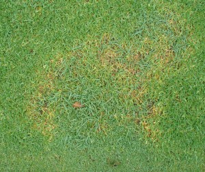 Frog eye on annual bluegrass putting green collar. Note the bentgrass is unaffected. Photo: Richard Buckley, Rutgers PDL