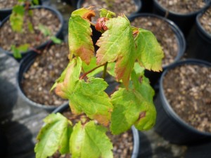 Potato Leafhopper- Acer rubrum2