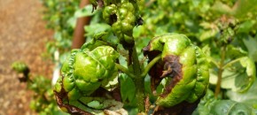 Potato Leafhopper & Acer rubrum damage