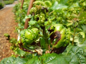 Potato Leafhopper & Acer rubrum damage